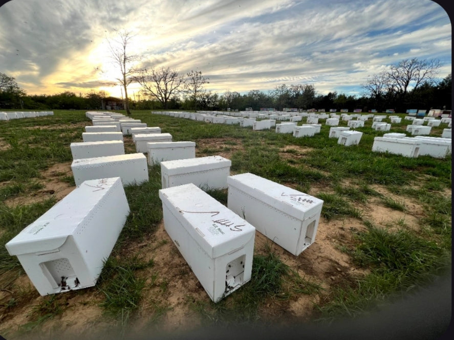 5-Frame Nucleolus Colony Deposit