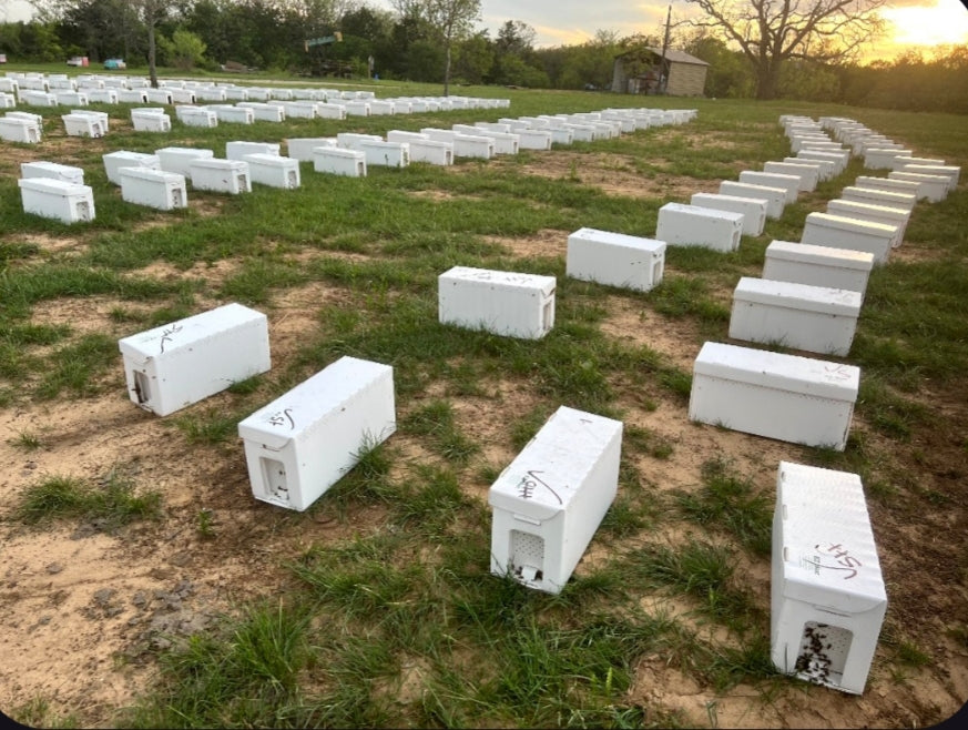 5-Frame Nucleolus Colony Deposit