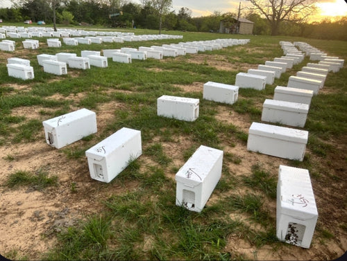 5-Frame Nucleolus Colony Deposit